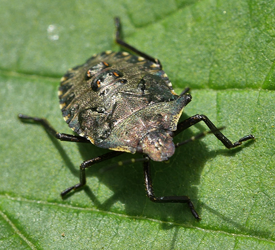 Pentatoma rufipes