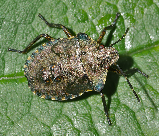 Pentatoma rufipes
