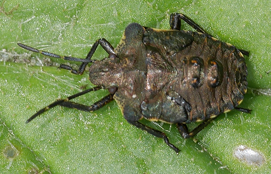 Pentatoma rufipes