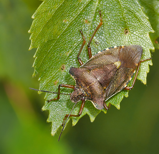 Pentatoma rufipes