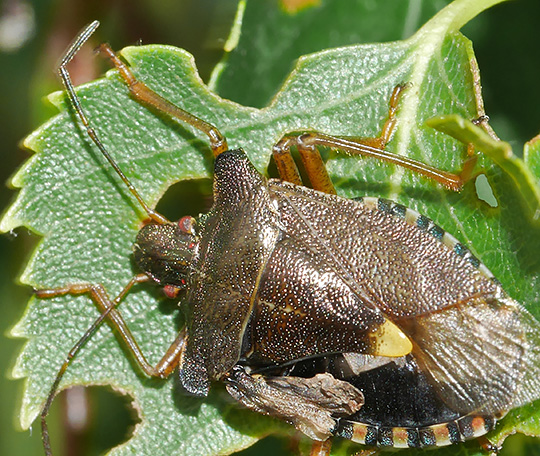 Pentatoma rufipes