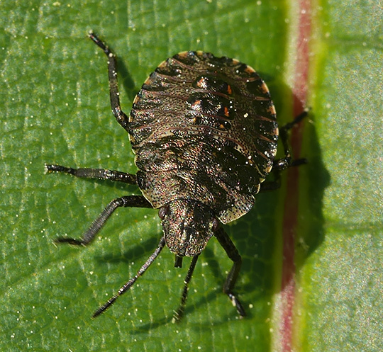 Pentatoma rufipes