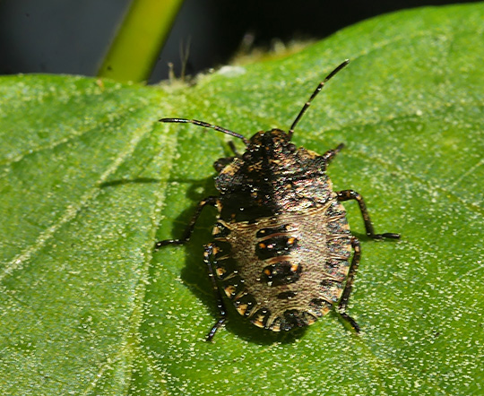 Pentatoma rufipes