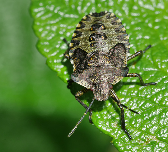 Pentatoma rufipes