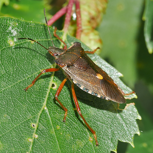Pentatoma rufipes