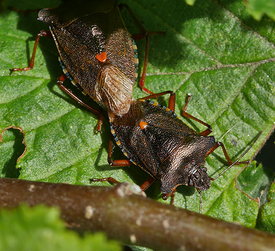 Pentatoma rufipes
