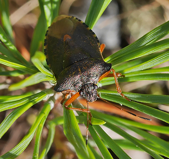 Pentatoma rufipes