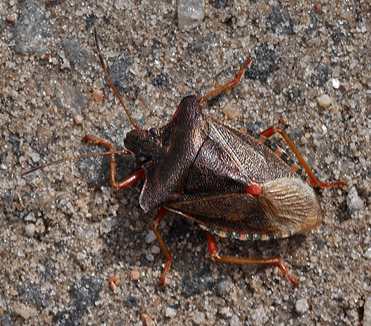 Pentatoma rufipes