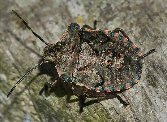 Pentatoma rufipes
