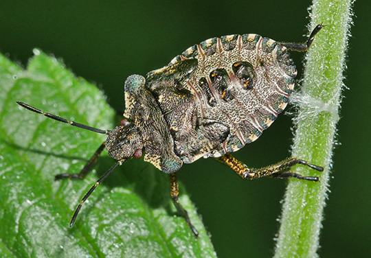 Pentatoma rufipes