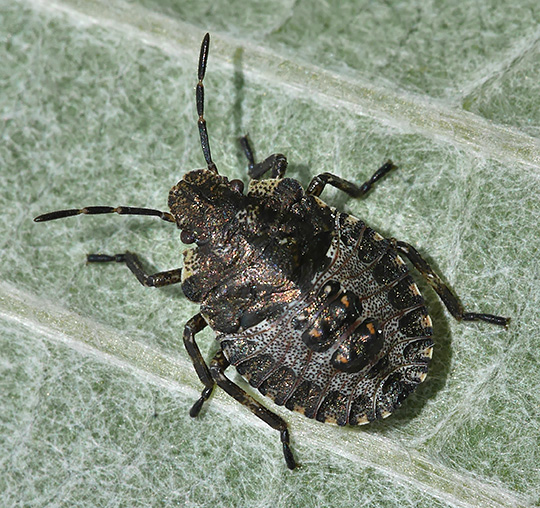 Pentatoma rufipes