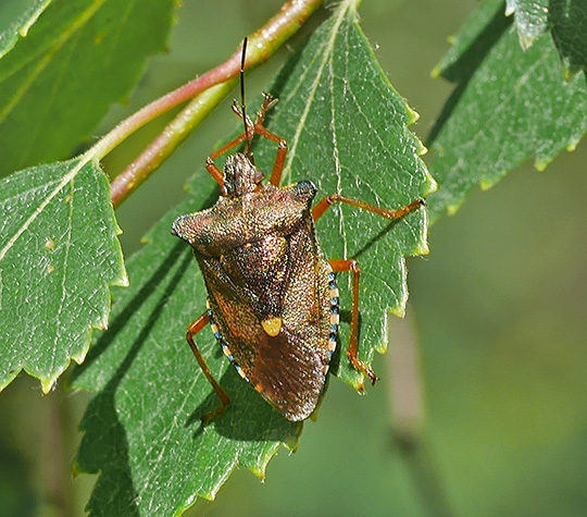 Pentatoma rufipes