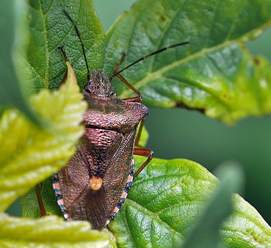 Pentatoma rufipes