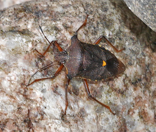 Pentatoma rufipes
