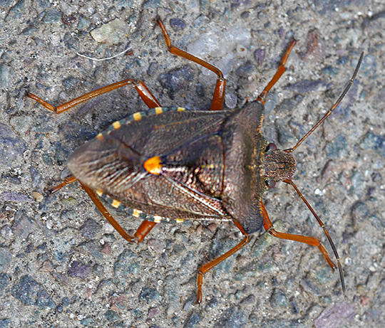 Pentatoma rufipes