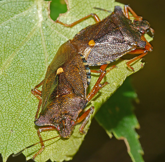 Pentatoma rufipes