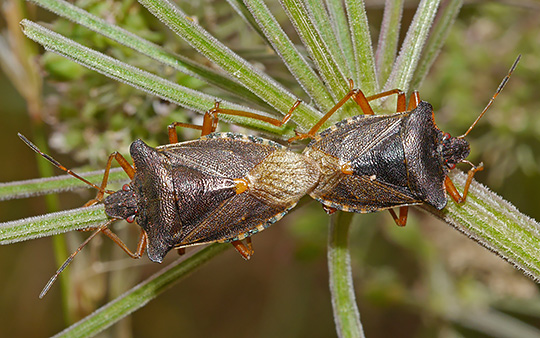 Pentatoma rufipes