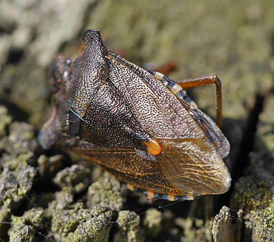 Pentatoma rufipes