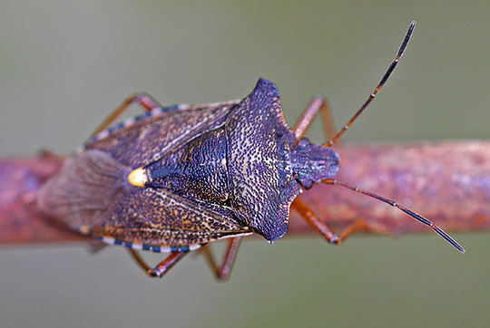 Pentatoma rufipes