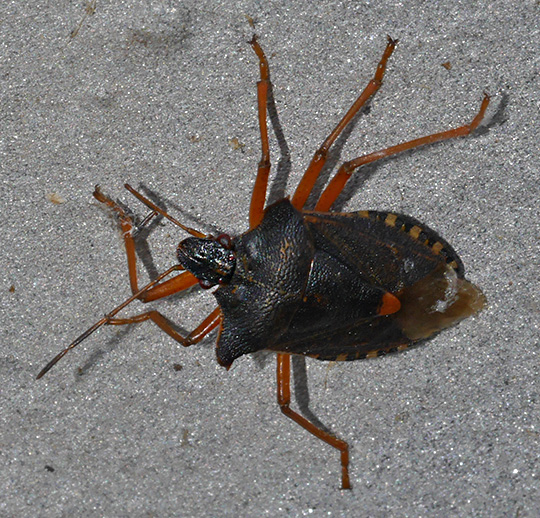 Pentatoma rufipes