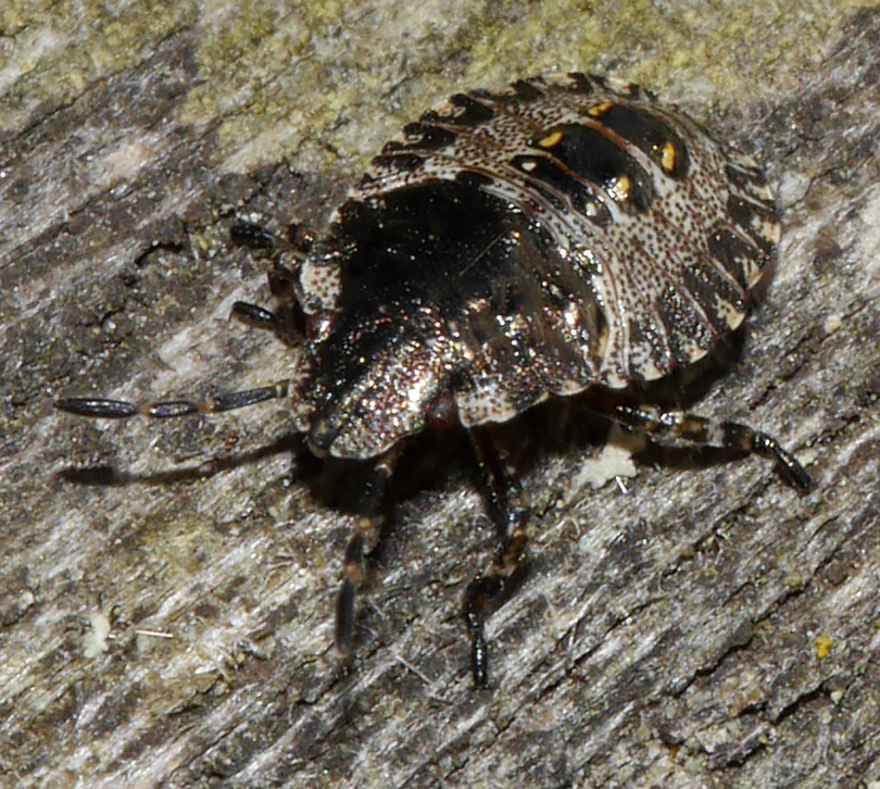 Pentatoma rufipes