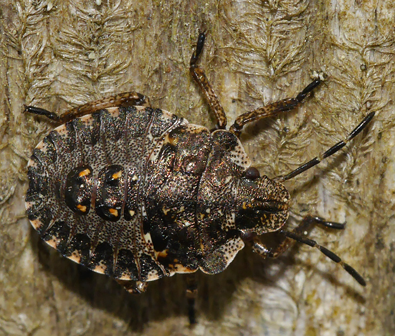 Pentatoma rufipes