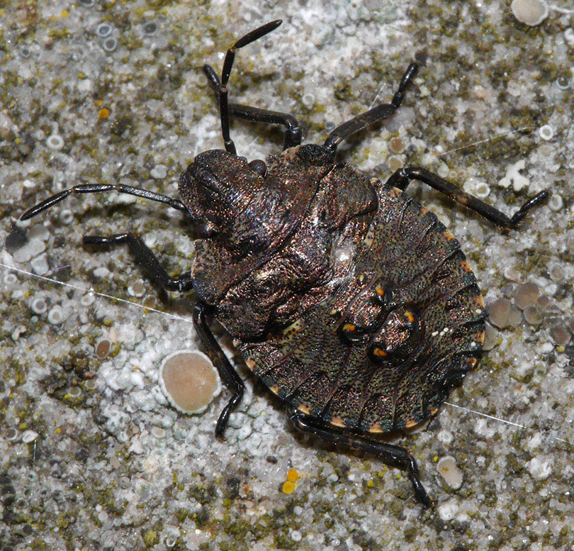 Pentatoma rufipes