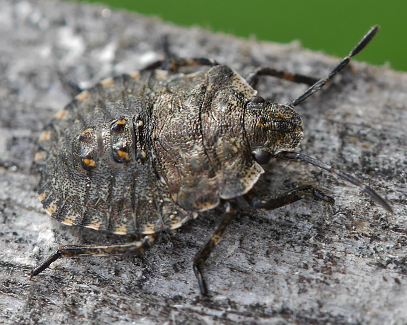 Pentatoma rufipes