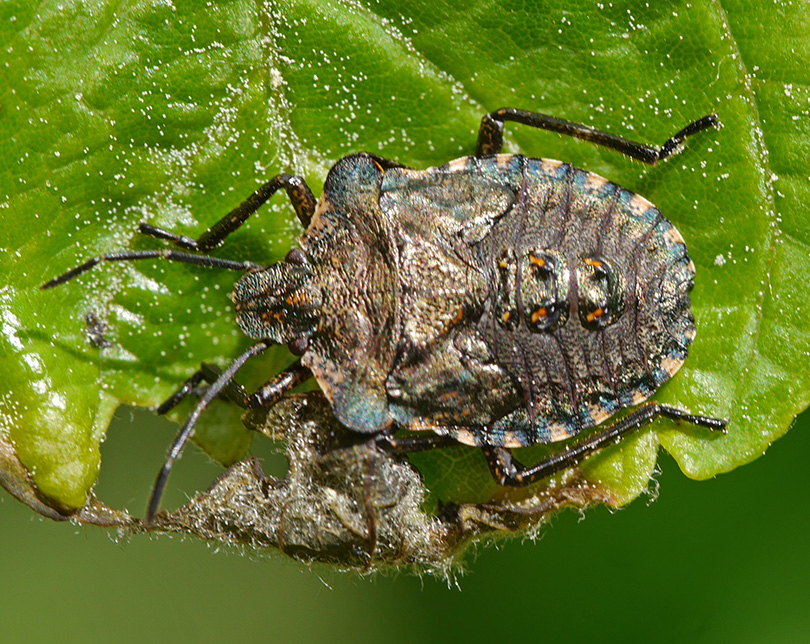 Pentatoma rufipes