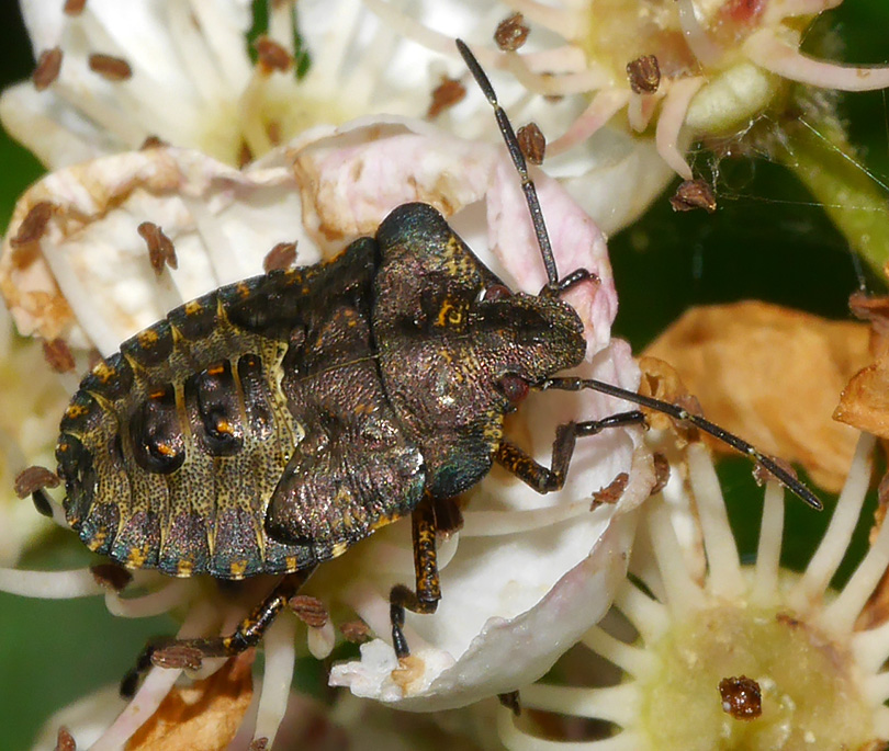Pentatoma rufipes
