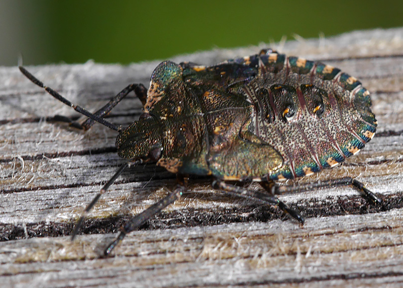 Pentatoma rufipes