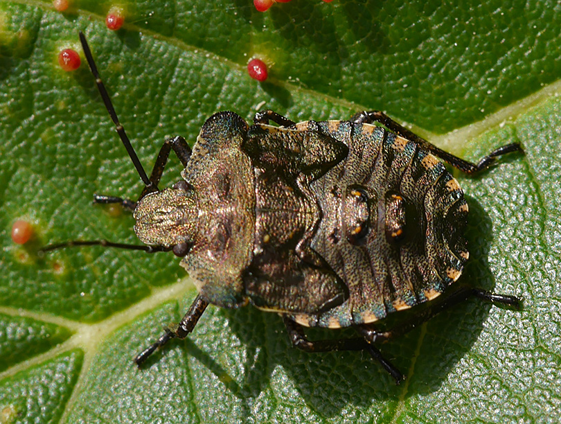 Pentatoma rufipes