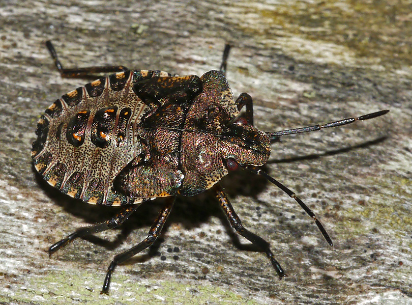 Pentatoma rufipes