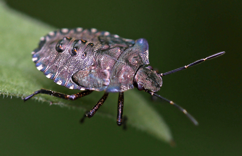 Pentatoma rufipes