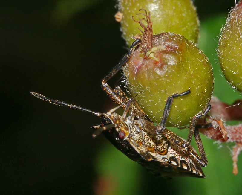 Pentatoma rufipes