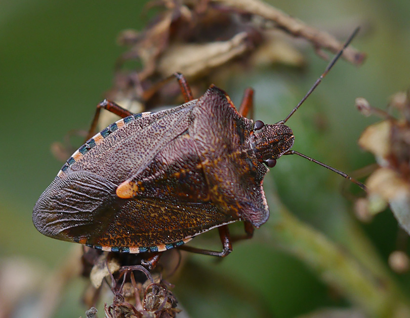 Pentatoma rufipes