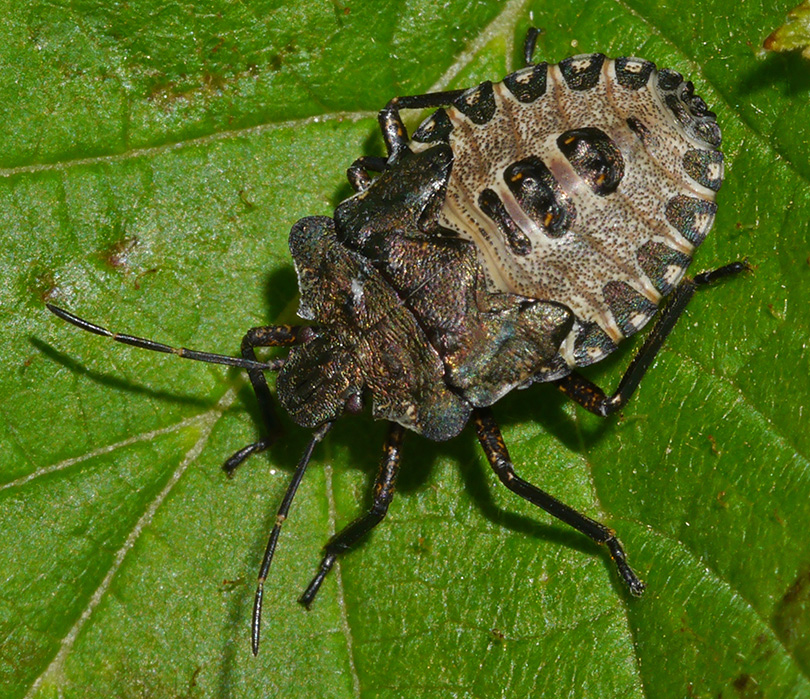 Pentatoma rufipes