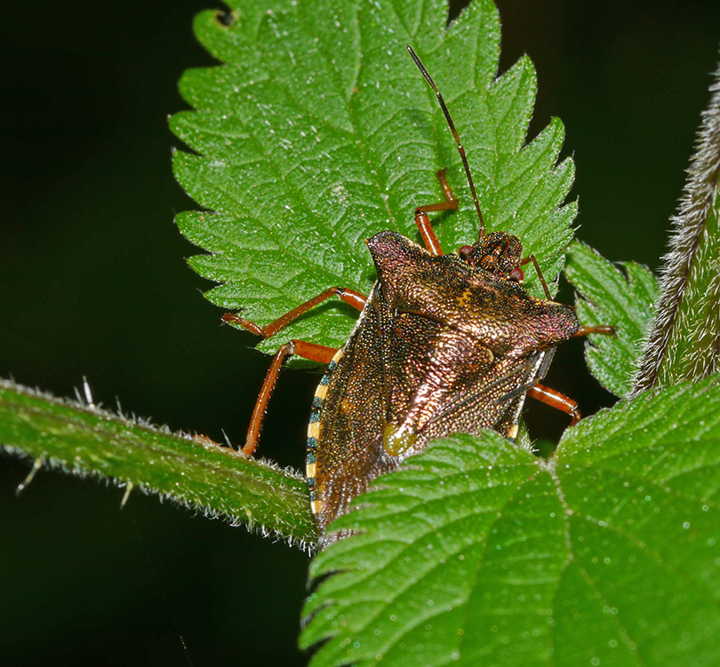 Pentatoma rufipes