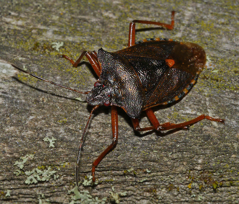 Pentatoma rufipes