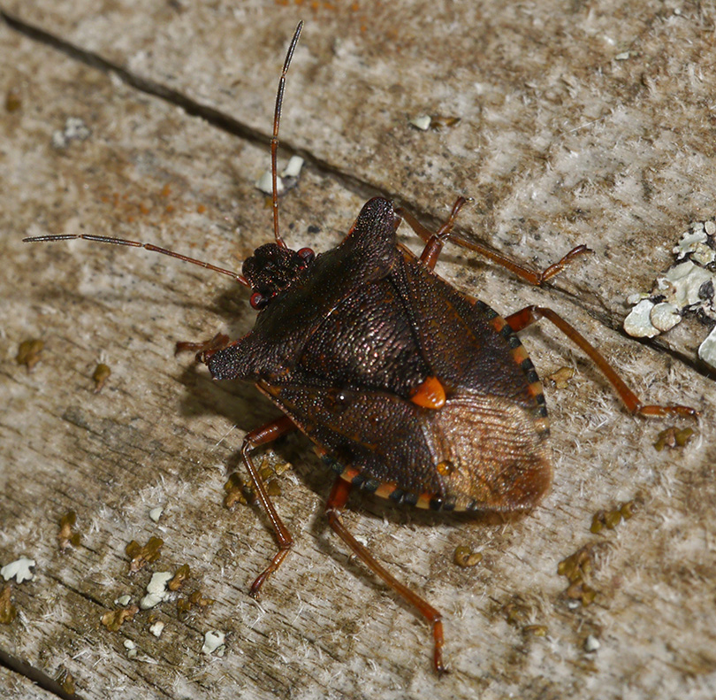 Pentatoma rufipes