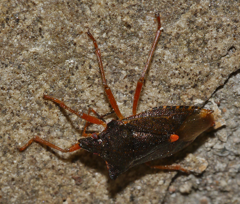 Pentatoma rufipes