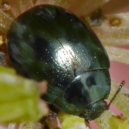 Phaedon tumidulus