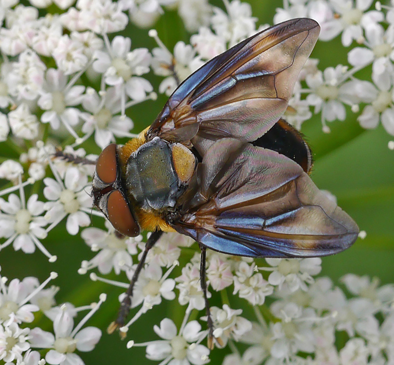 Phasia hemiptera