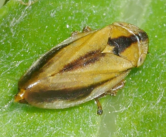 Philaenus spumarius