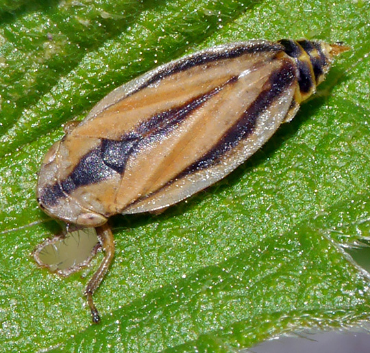 Philaenus spumarius