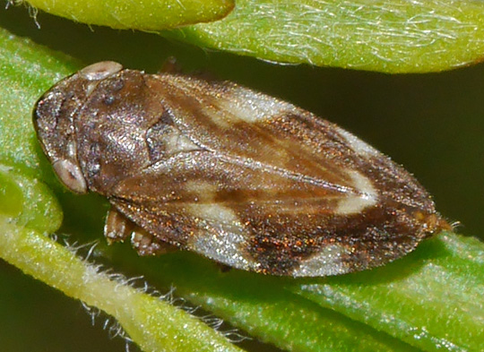 Philaenus spumarius