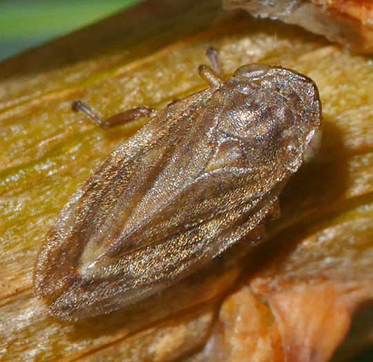 Philaenus spumarius