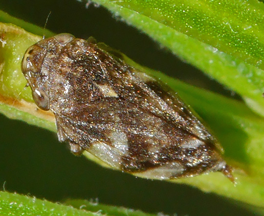Philaenus spumarius
