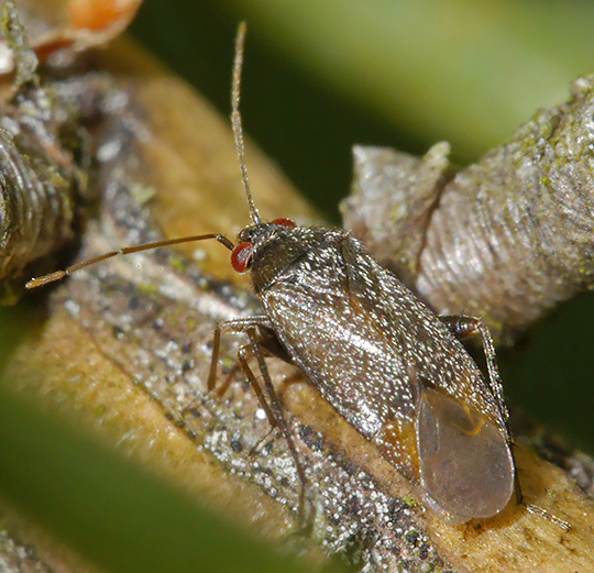 Phoenicocoris obscurellus