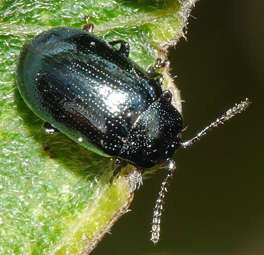 Phratora vulgatissima